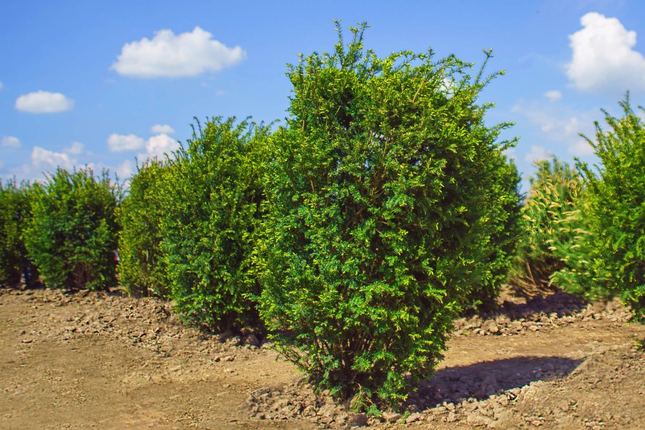 Тисс средний Хикси v2 Lav