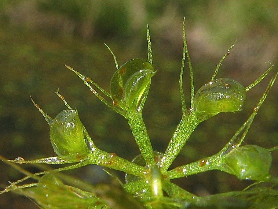 Пузырчатка растение хищник