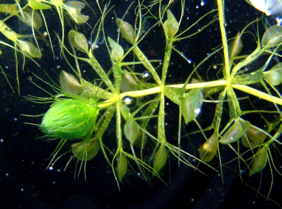 Пузырчатка (Utricularia)