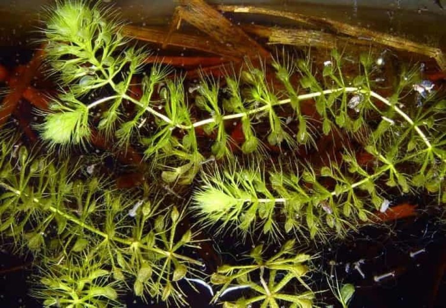 Альдрованда пузырчатая