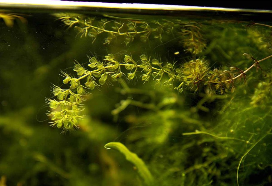 Альдрованда пузырчатая