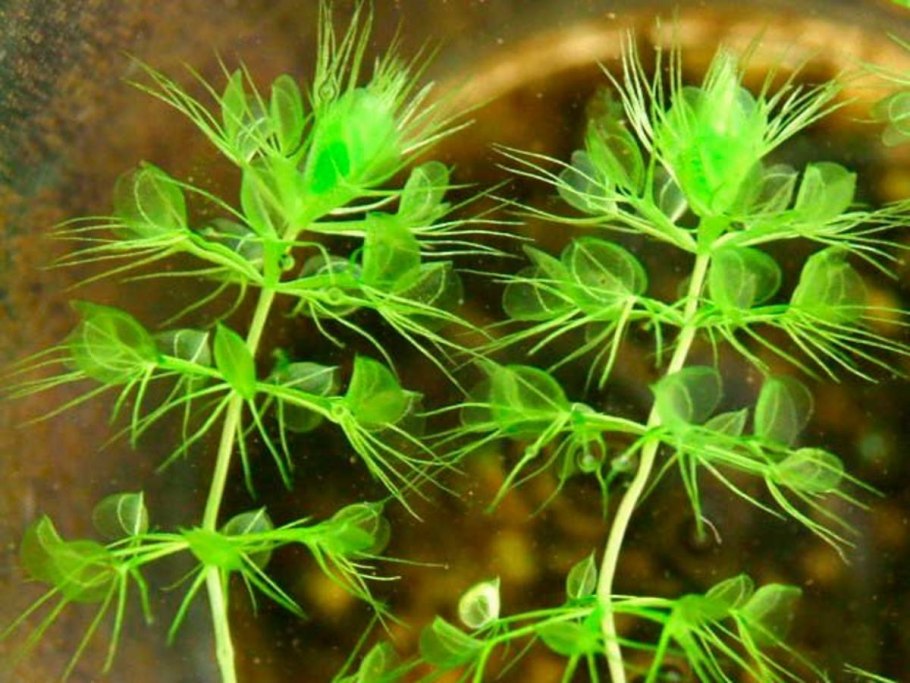 Пузырчатка (Utricularia)