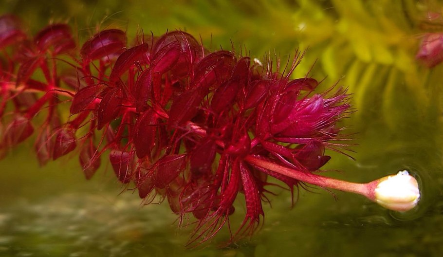 Альдрованда пузырчатая