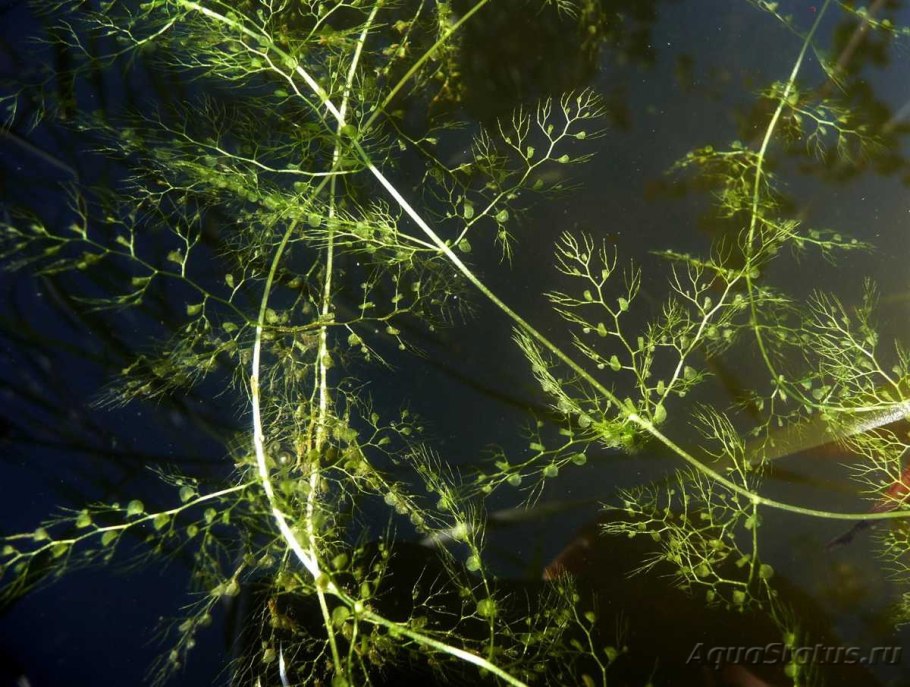Пузырчатка (Utricularia)
