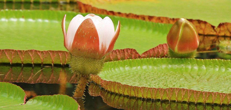 Пузырчатка обыкновенная хищное растение