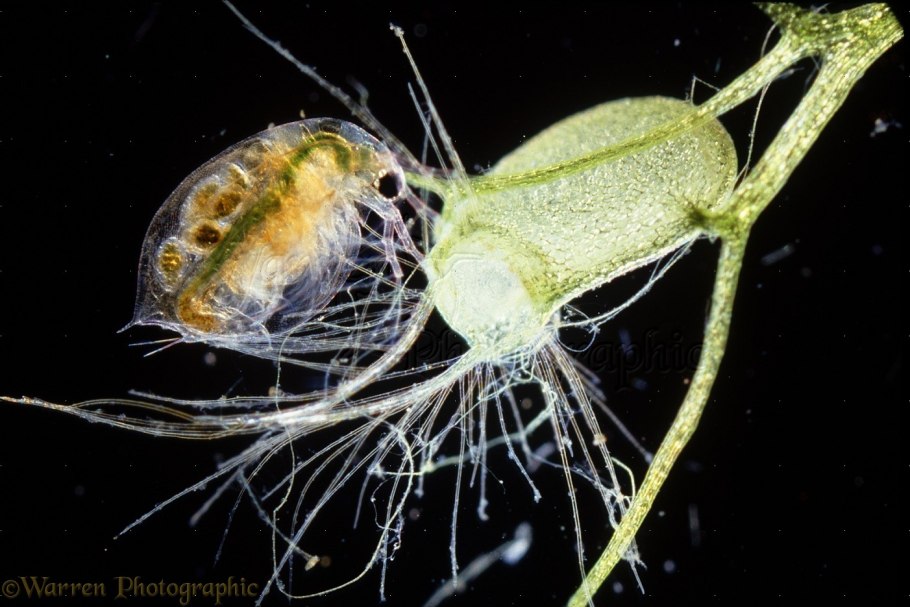 Бразильская пузырчатка