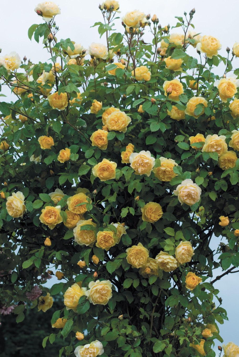 Роза Парковая Graham Thomas