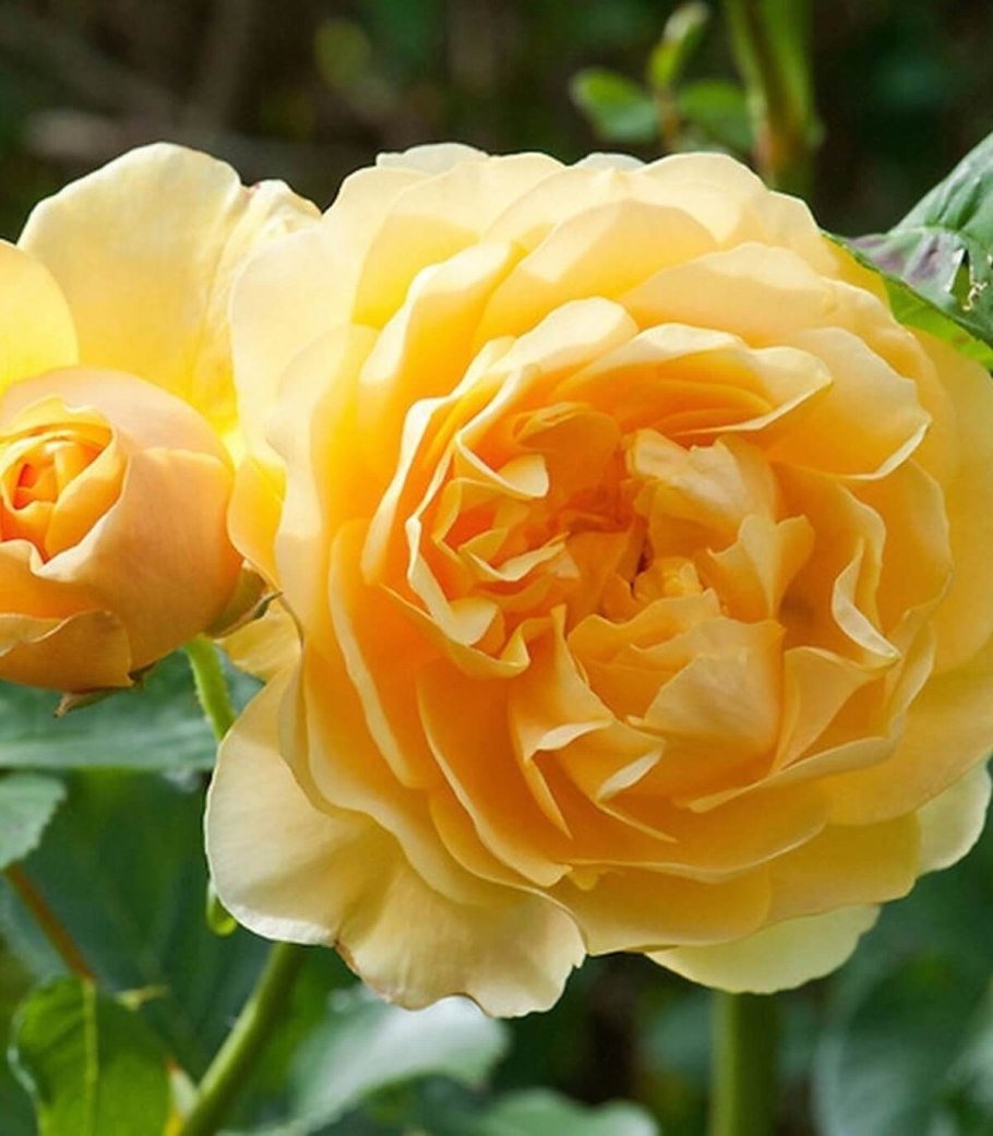 Парковая роза Грэхам Томас