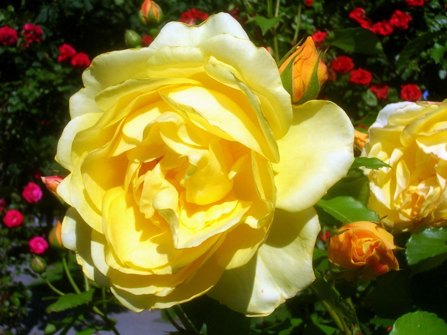 Роза Грэхем Томас аусмос