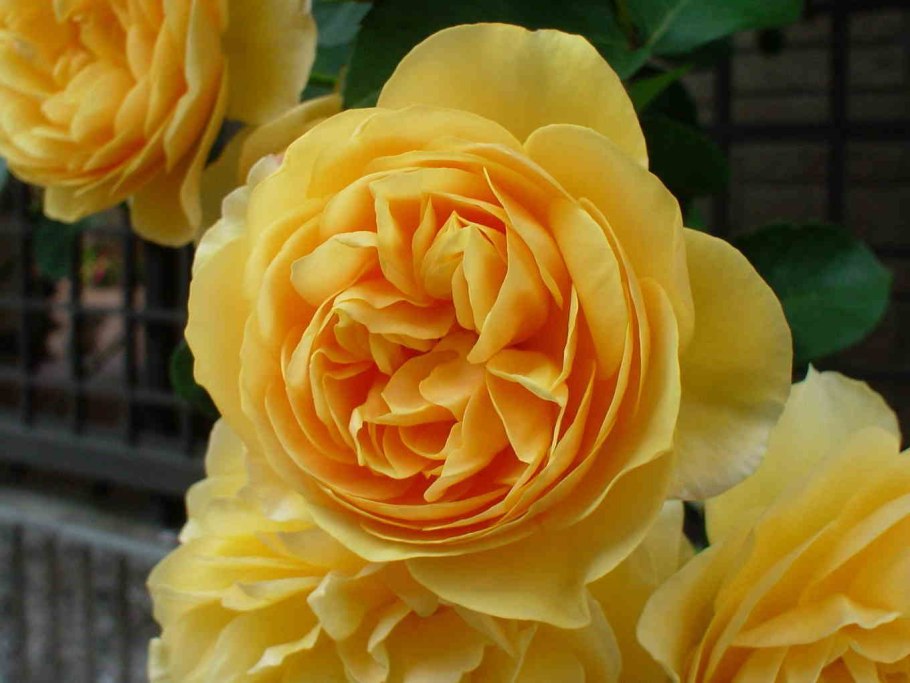 Роза английская Грэхам Томас