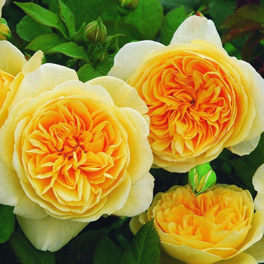 Роза Graham Thomas энциклопедия роз