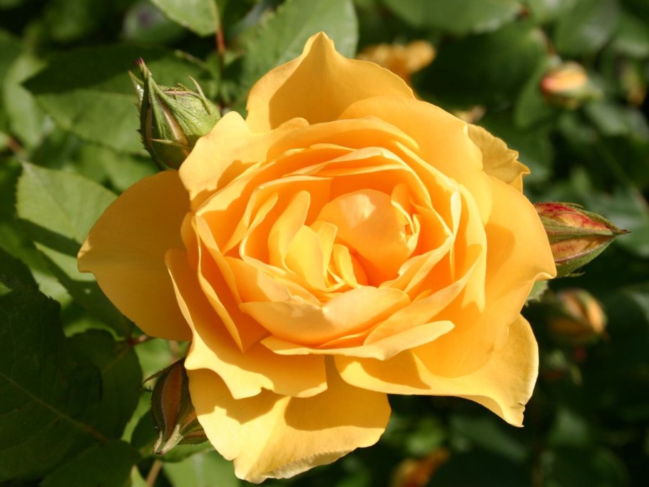 Роза Томас Грэхем