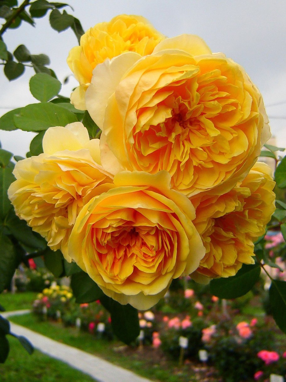 Роза Дэвида Остина Грэхам Томас