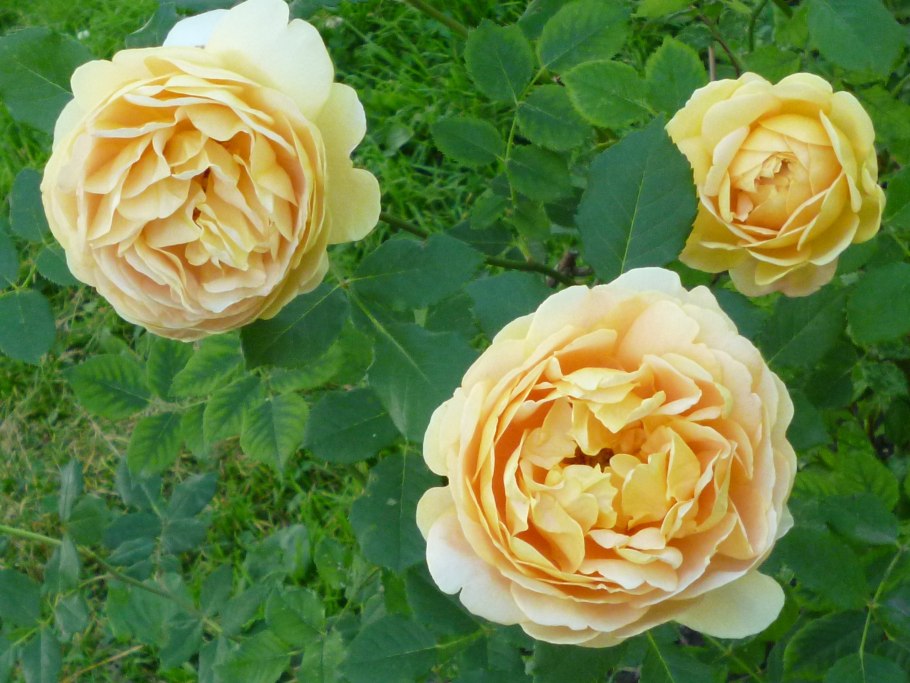 Роза Томас Грэхем