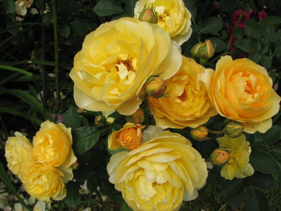 Роза Томас Грэхем