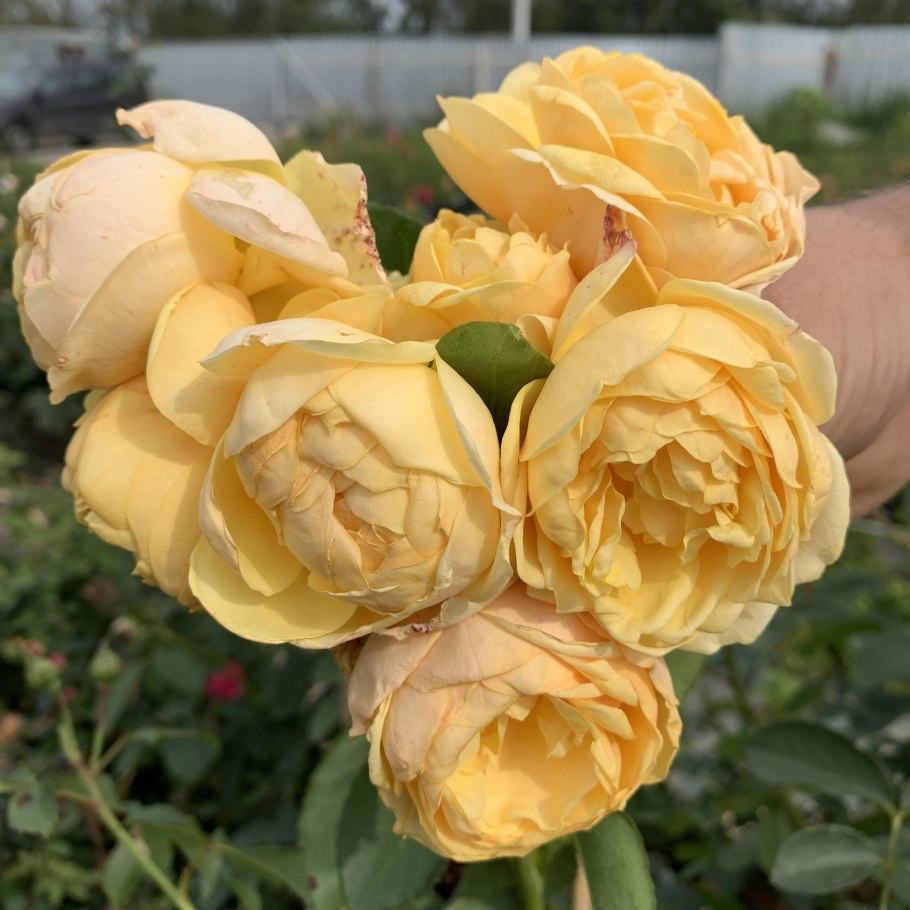 Голден гейт роза плетистая