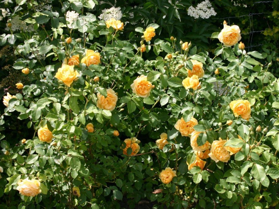 Парковая роза Грэхам Томас