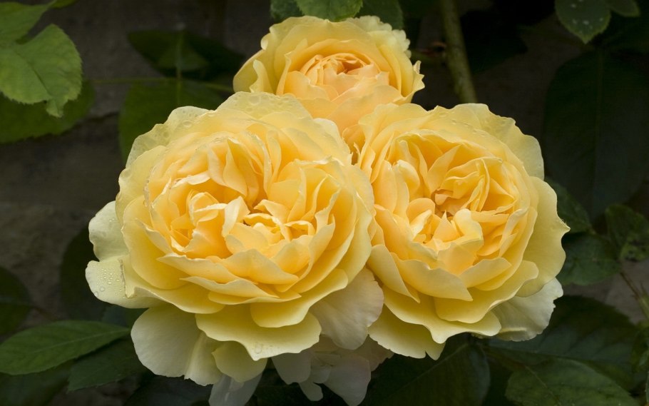 Роза Грэхам Томас на штамбе