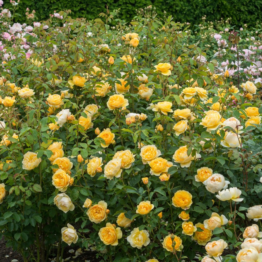 Graham Thomas роза