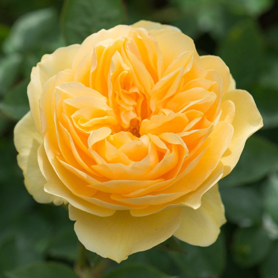 Роза шраб Грэхем Томас