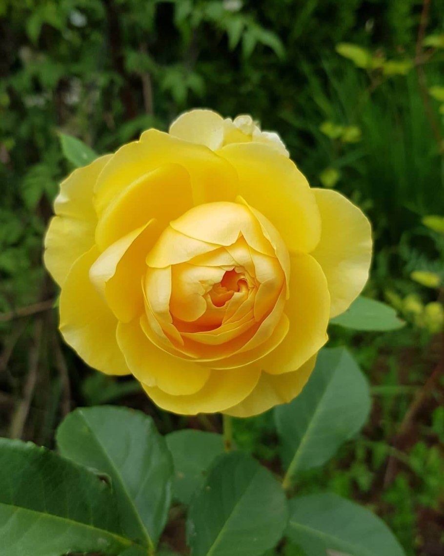 Роза грехам Томас (50-70см/с7)