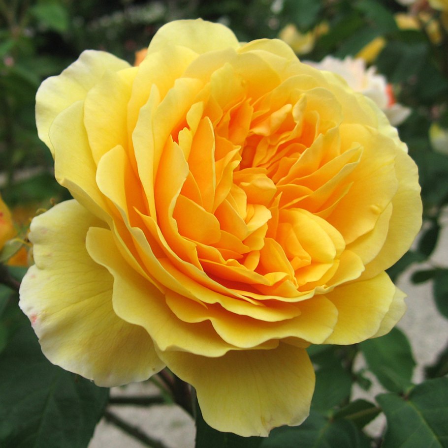 Роза Грэхэм Томас (Graham Thomas) Голден Селебрейшн Golden Celebration