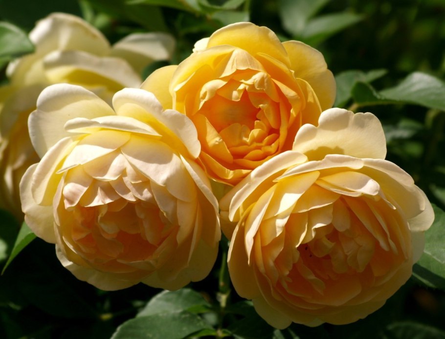 Роза Ванкувер