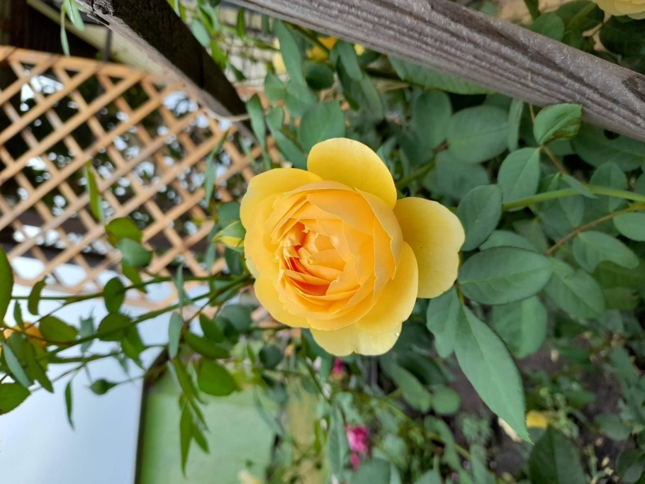 Грэхем Томас и Голден Селебрейшен