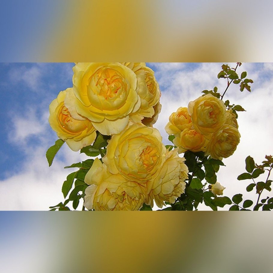 Роза английская кустовая Грэхам Томас