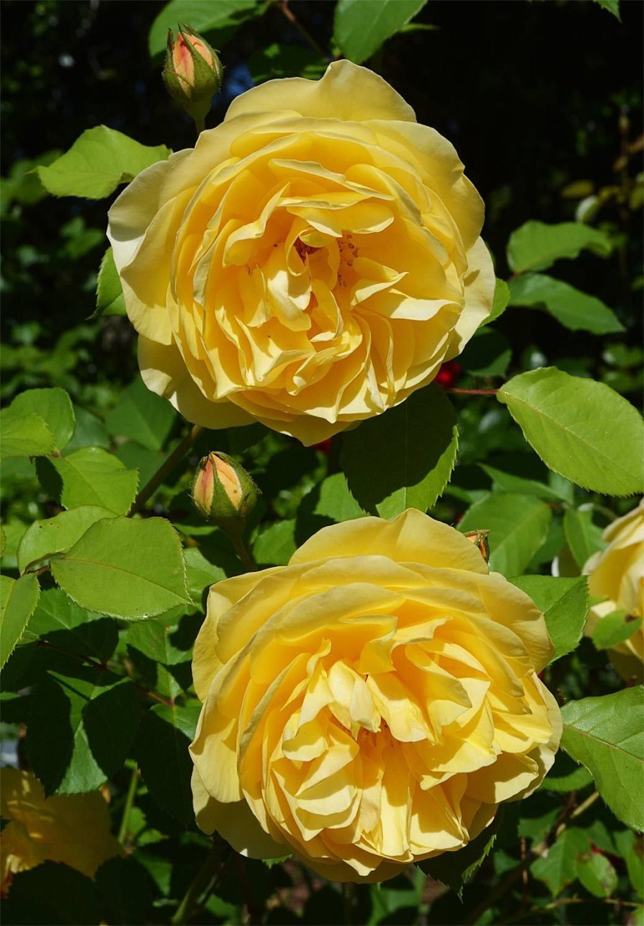 Плетистая роза Грэхам Томас