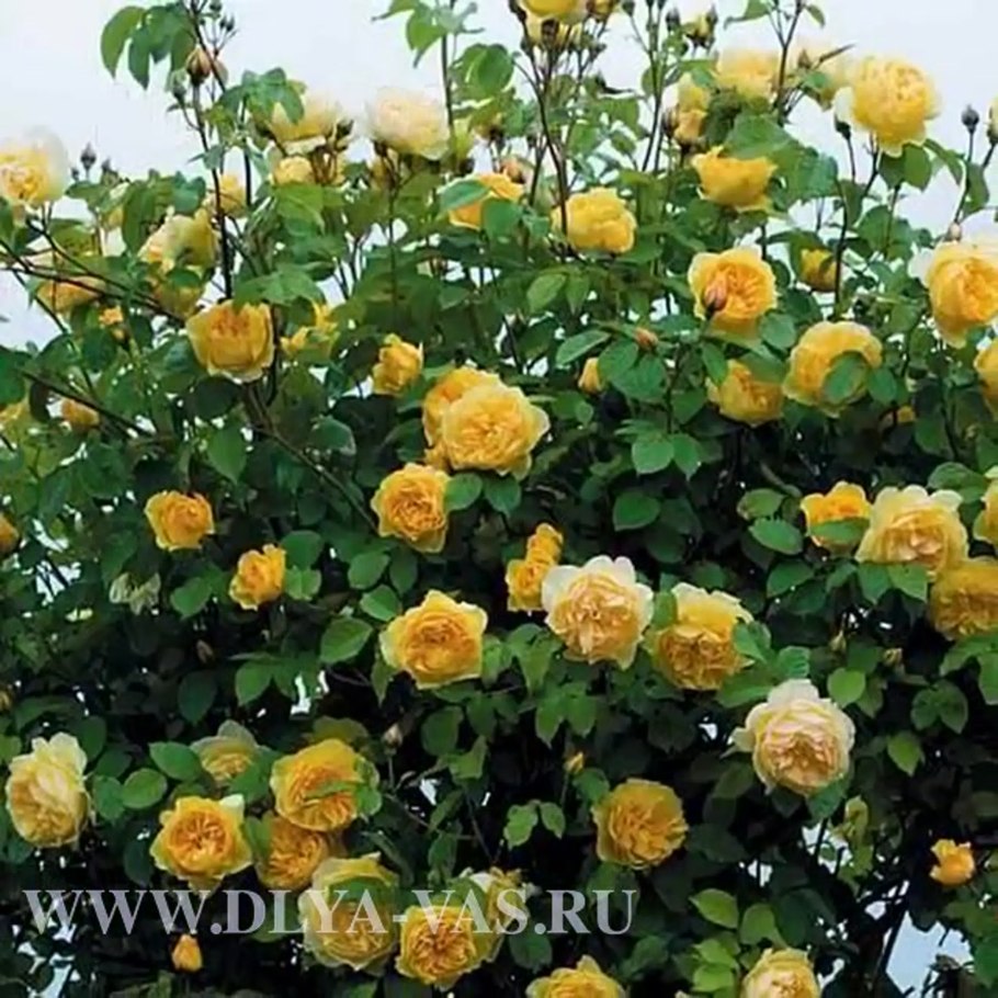 Грехам Томас Graham Thomas английские розы