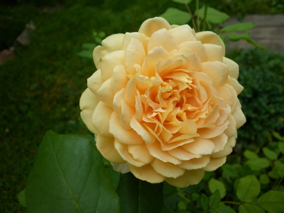 Graham Thomas роза