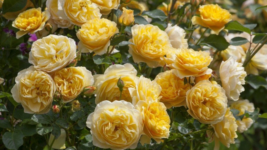 Роза Парковая Graham Thomas