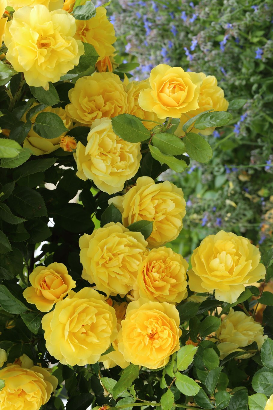 Грэхам Томас плетистые