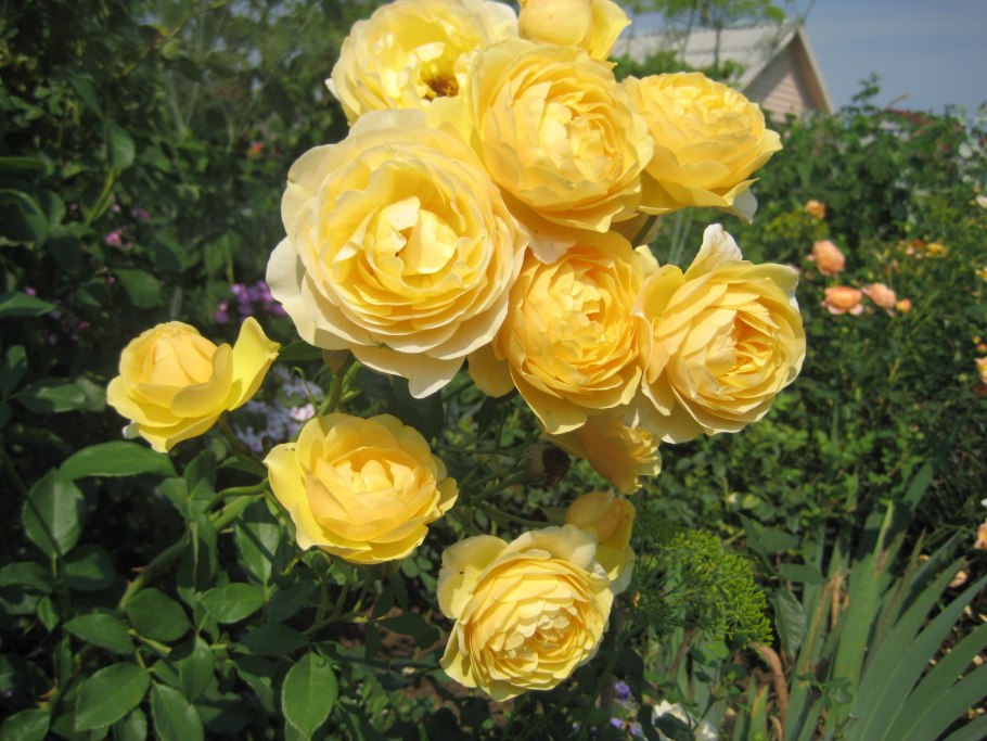 Парковая роза Грэхам Томас