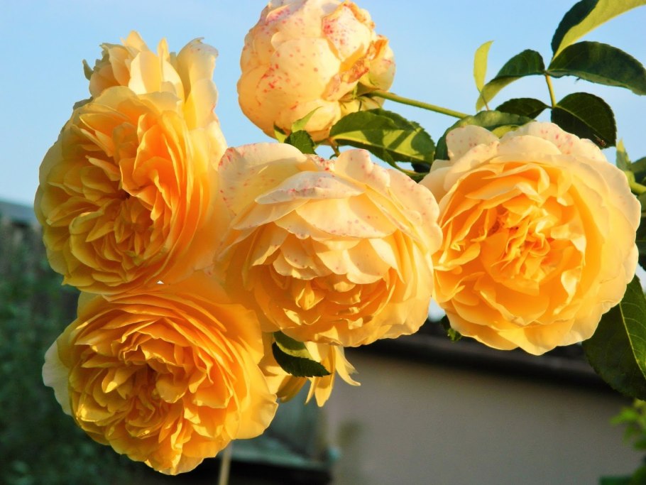 Плетистая роза Грэхам Томас