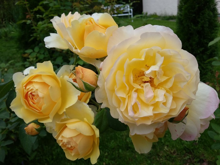 Роза Томас Грэхем