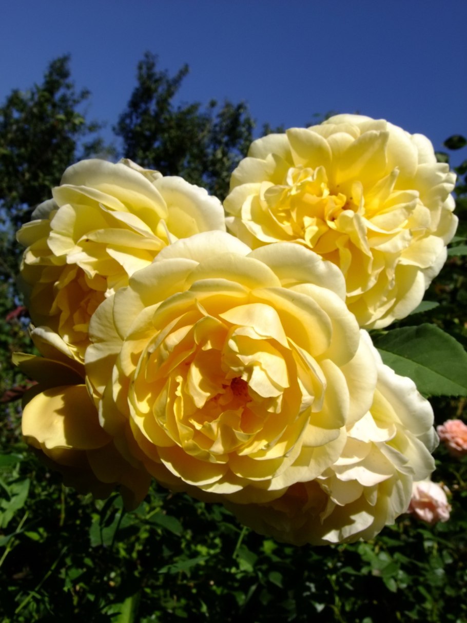 Роза грехам Томас энциклопедия роз