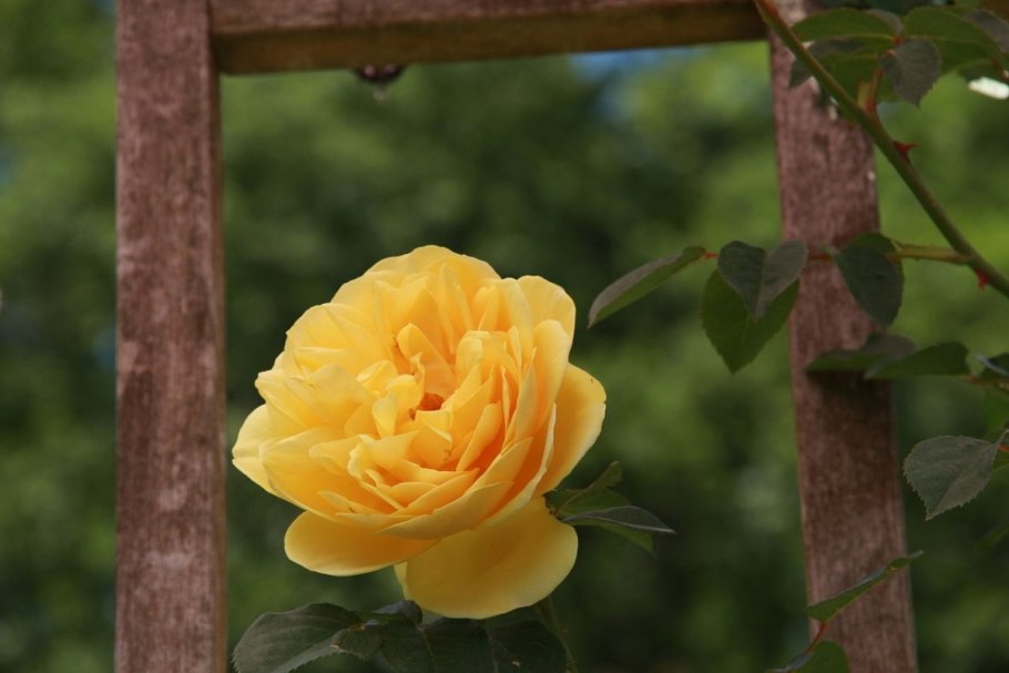 Graham Thomas роза