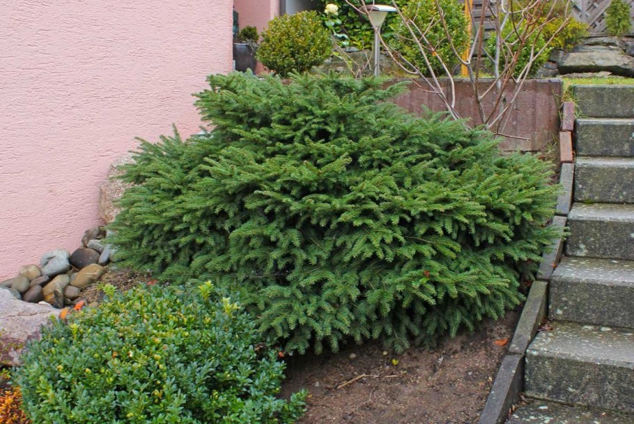 Ель Сербская певе Тиджи