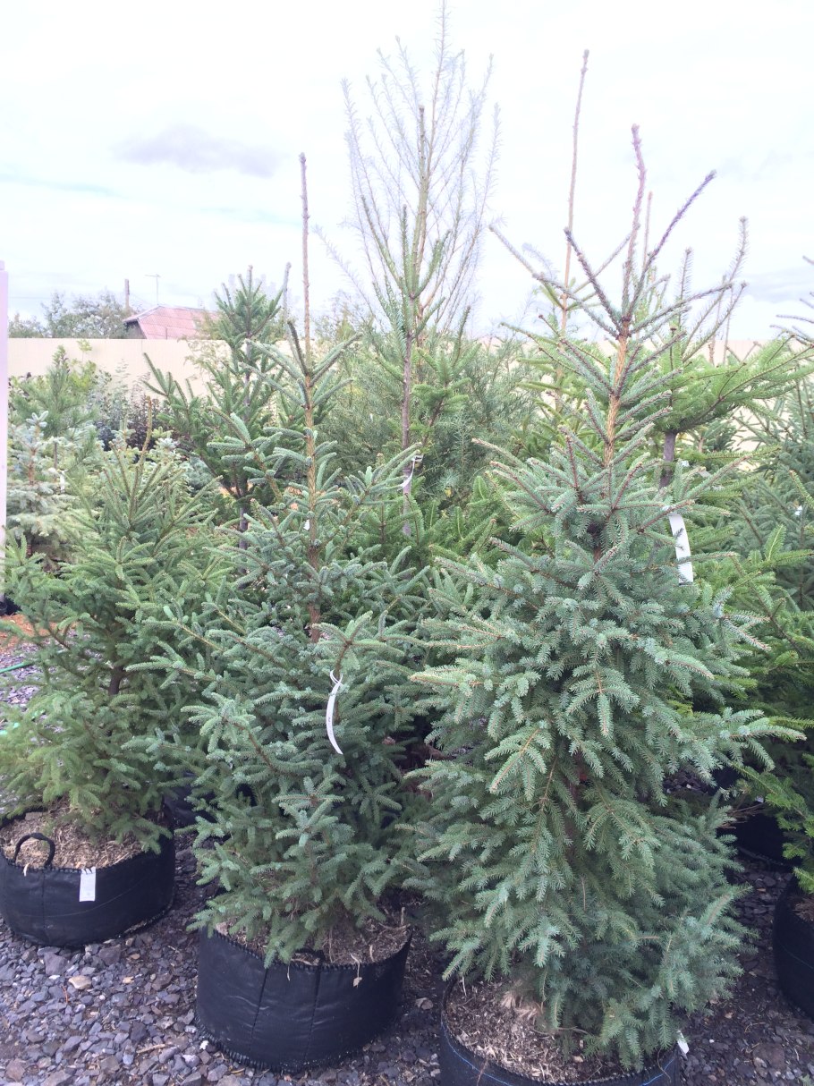 Picea Abies Medusa