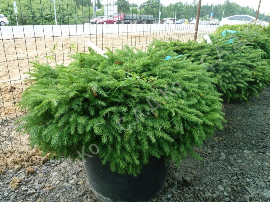 Сосна Ватерери ниваки