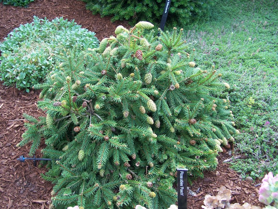Picea Mariana Blue Spreader