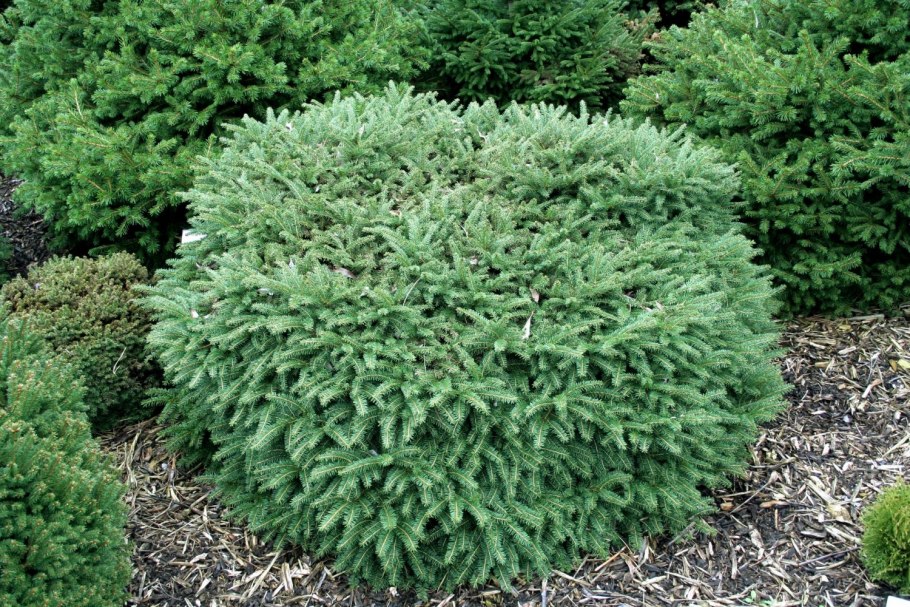 Ель мариорика Machala