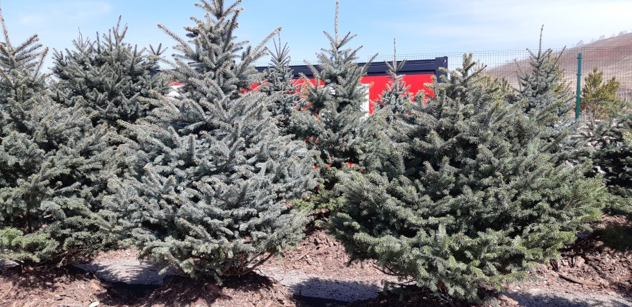 Ель Nidiformis (Нидиформис)