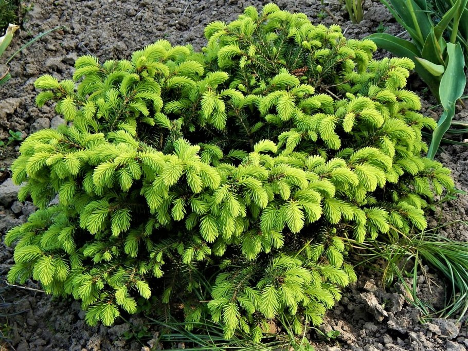 Picea glauca coerulea