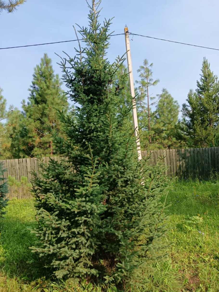 Ель искусственная Аврора отзывы