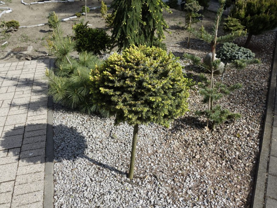 Ель Оморика Нана