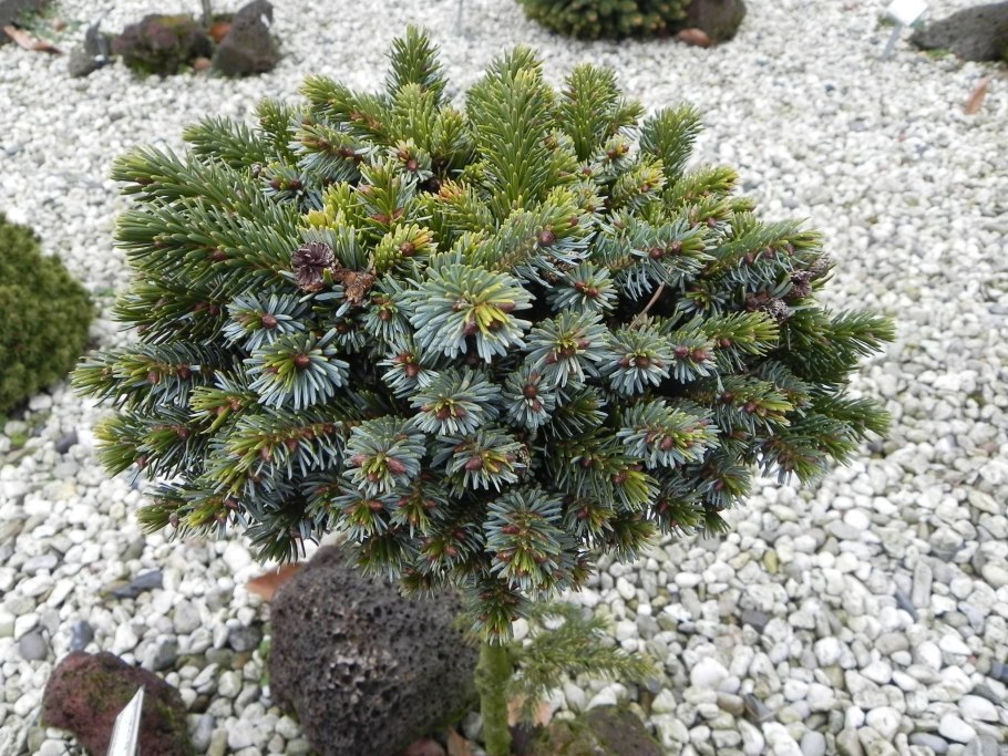 Ель Блаукиссен на штамбе