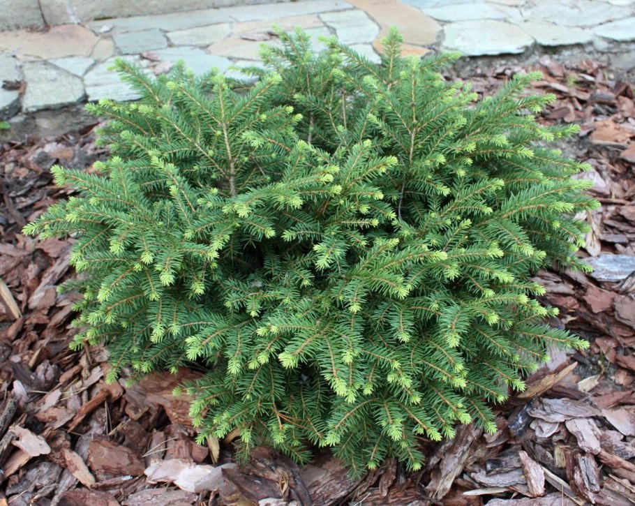 Ель Эдит взрослое дерево